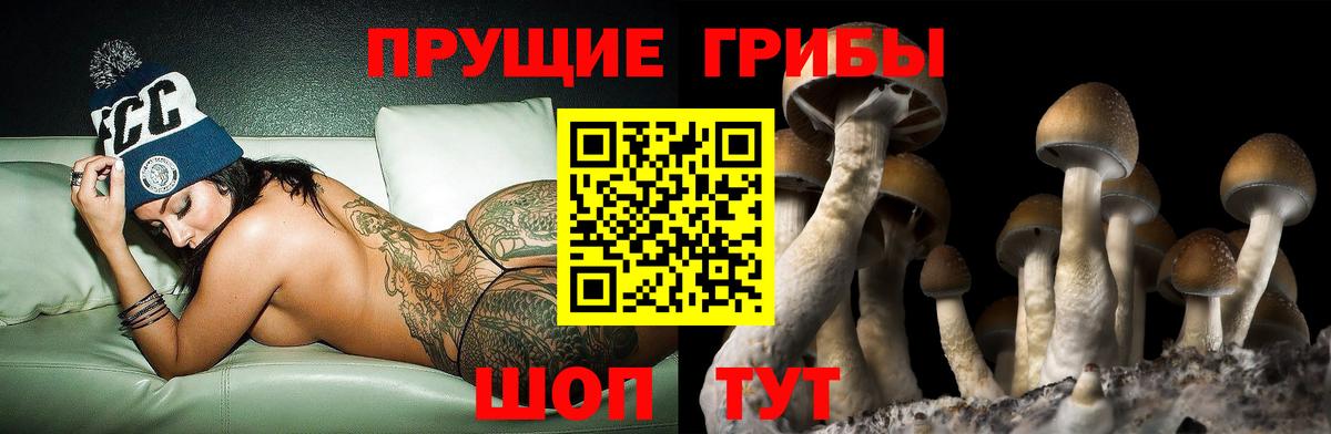 купить   Псилоцибиновые грибы GOLDEN TEACHER  Вход с VPN  Новоалтайск 